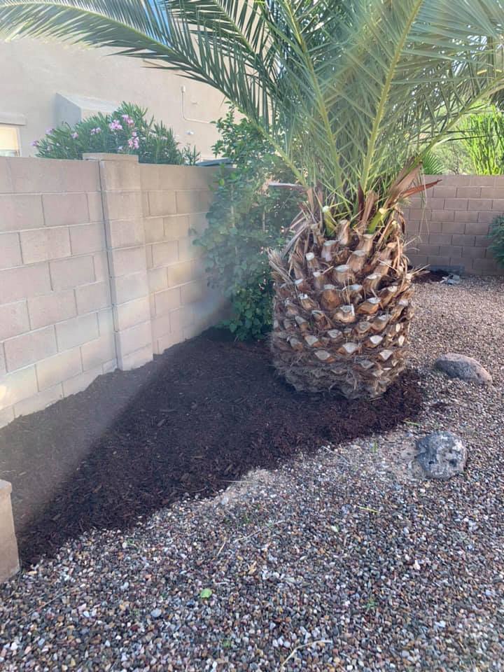 Large palm tree in a gravel and mulch yard beside a beige block wall, with sunlight and a small rock ornament.